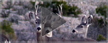 Video: Mule Deer